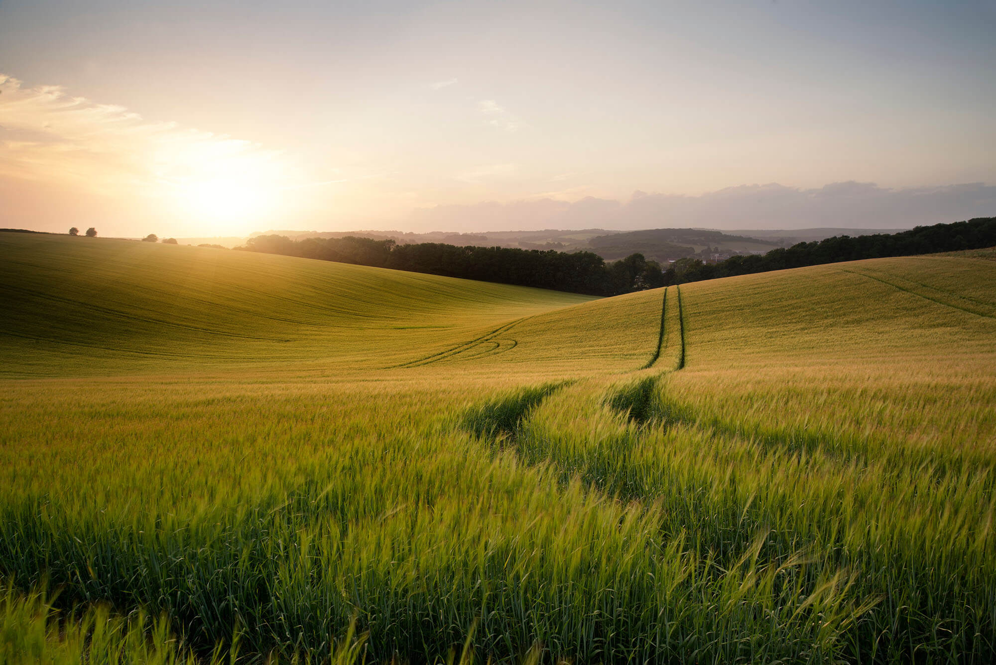 wheat_field_at_sunset